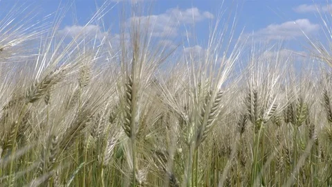 Wheat field on the wind in summer time with the sky on the background Stock Footage 77539497