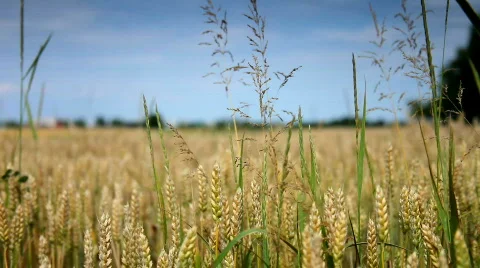 Wheat Field with wind wave and blue sky Stockbeeldmateriaal 452014
