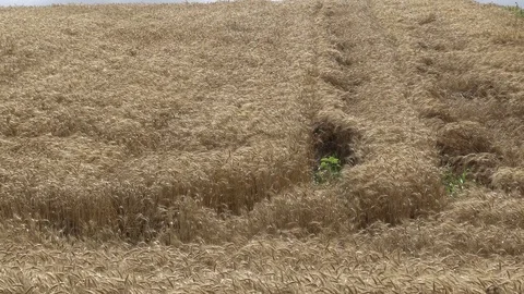 Wheat field with wind waves Stock Footage 92211451