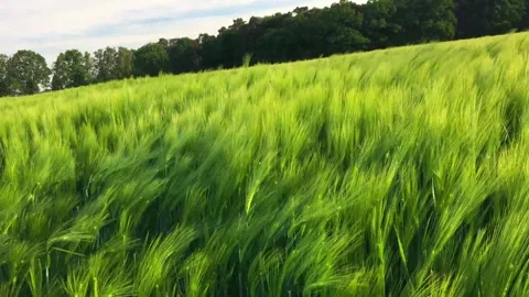 Wheat field in the wind waving grain plants green landscape shot lue sunny sky Stock Footage 276172740