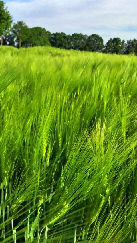 Wheat field in the wind waving grain plants green landscape shot lue sunny sky Stock Footage 276172981