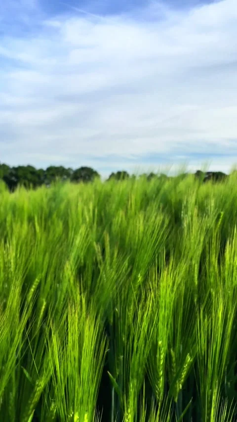 Wheat field in the wind waving grain plants green landscape shot lue sunny sky Stock Footage 276173047