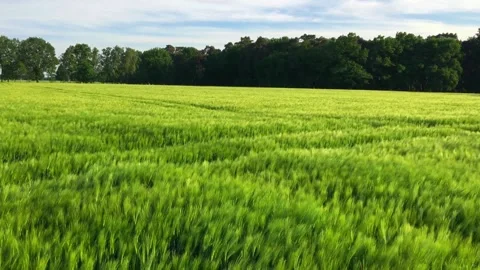 Wheat field in the wind waving grain plants green landscape shot lue sunny sky Stock Footage 276173059