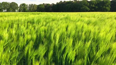 Wheat field in the wind waving grain plants green landscape shot lue sunny sky Stock Footage 276173217