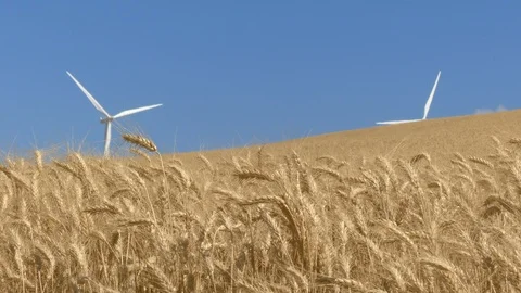 Wheat field with windmills in the background Stock Footage 112046933