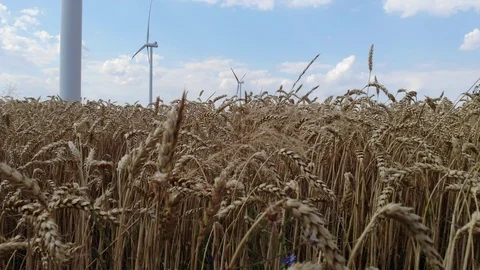 Wheat in a field with windmills Stockbeeldmateriaal 112702806