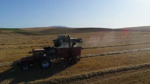 Wheat field windrows: Farm combine offlo... | Stock Video | Pond5