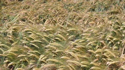 Wheat field on a windy day Stock Footage 84887499