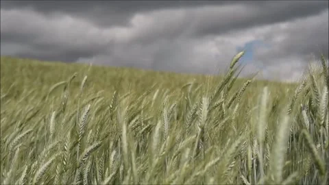 Wheat field on a windy day Video stock 133169031