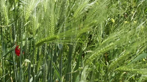 Wheat field on a windy spring day Stock-Footage 130844328