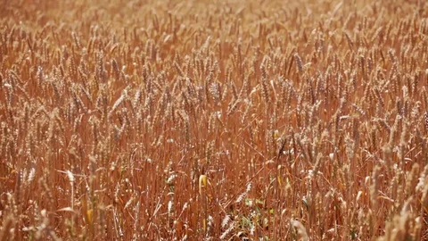 Wheat field, windy summer day Stock Footage 99281439
