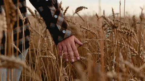 Wheat Field woman's hands Stock Footage 220260280