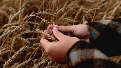 Wheat Field woman's hands Stock Footage 220263422