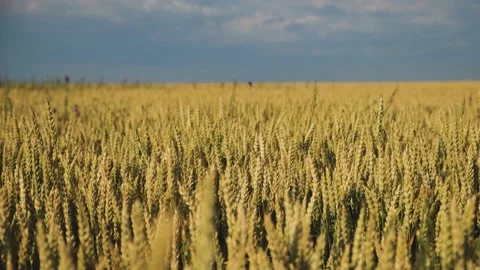 Wheat field yellow close-up. Stock Footage 198796730