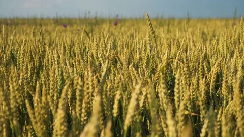 Wheat field yellow close-up. Stock Footage 198796988