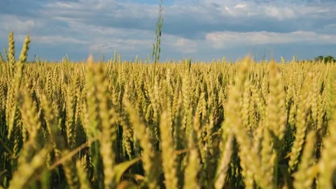 Wheat field yellow close-up. Stock Footage 198797096