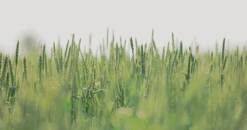 Wheat field. Young ears of corn sway in the wind. Close-up. Stock Footage 111787296