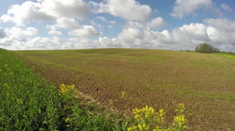 Wheat field with young small plants sprouts and clouds motion. Timelapse 4K Stock Footage 52372947