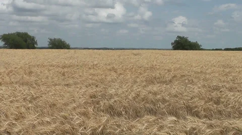 Wheat Field Zoom Stock Footage 32813429