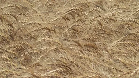 Wheat Field Zoom Out Stock Footage 32813425
