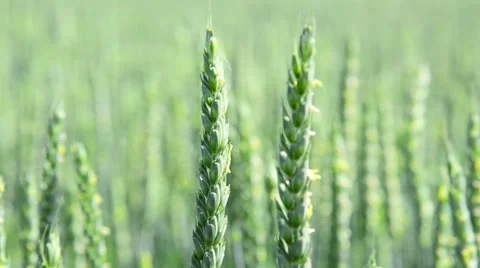 Wheat field, zoom out Stock Footage 40475766