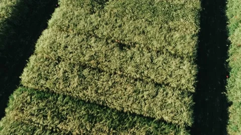 Wheat field3 Stock Footage 132539914