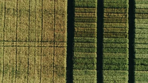 Wheat field4 Stock Footage 132539905