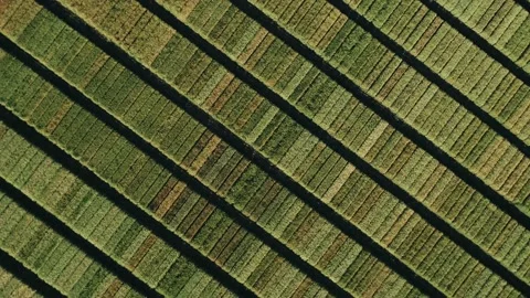 Wheat field6 Stock Footage 132539090