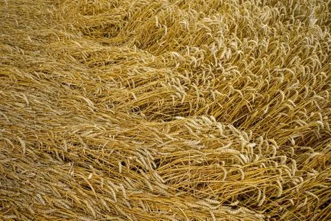Wheat field.Ears of wheat close-up. Background. Harvesting. Stock Photos