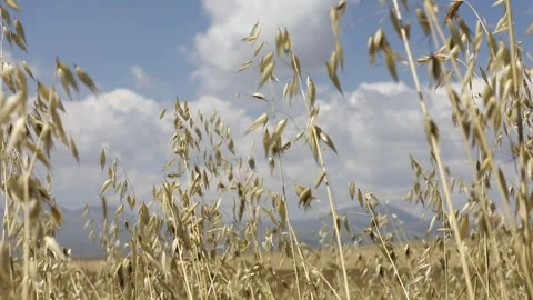 Wheat fields 3 Stock-Footage 317341931