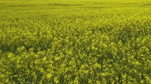 Wheat fields 4K Aerial Drone Footage Stock Footage 125280282
