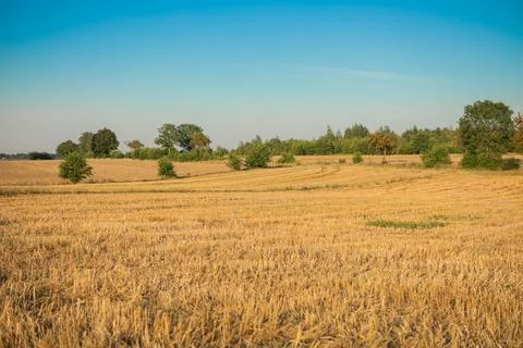 Wheat fields after the harvest. Stock Photos