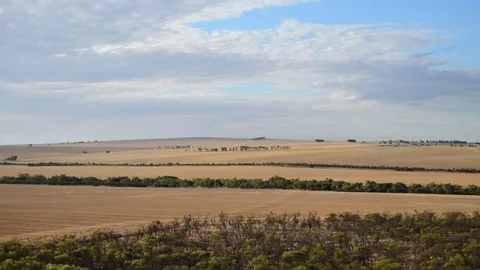 Wheat fields in afternoon sunny from an elevated viewpoint Stock Footage 80128975