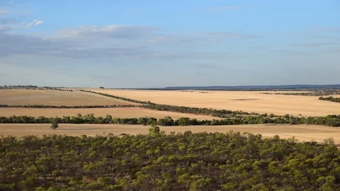 Wheat fields in afternoon sunny from an elevated viewpoint Stock-Footage 80129345