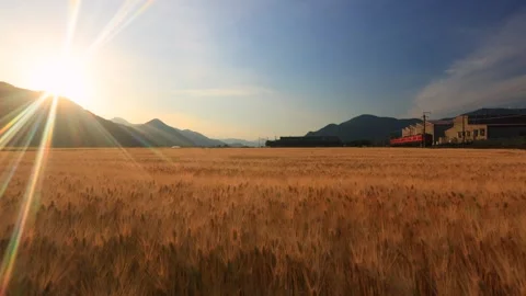 Wheat Fields and the 115 Series Shonan Color of the Shinano Railway, the First Video stock 333200953