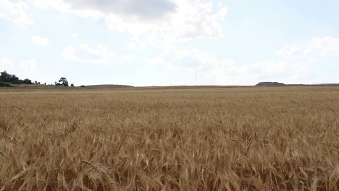  wheat fields and clouds timelapse HD 1080 Stock Footage 111633078