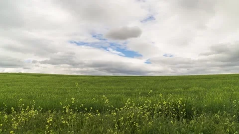 Wheat Fields And Cloudy Sky Video stock 333338031