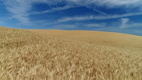 Wheat Fields and Farming Close Up Stock Footage