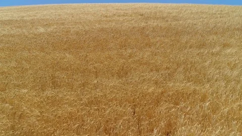 Wheat, Fields and Farming Stock Footage