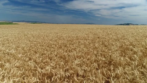 Wheat, Fields and Farming Stock Footage