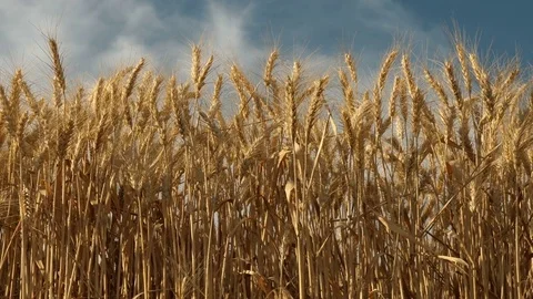 Wheat, Fields and Farming Stock Footage
