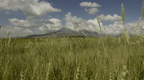 Wheat fields and mountain in rural Turkey Stock Footage 51374029