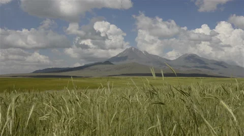 Wheat fields and mountain in rural Turkey Stock Footage 51402455