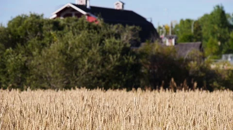 Wheat Fields and Old Barn Stock Footage 62764171