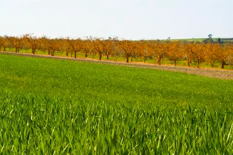 Wheat fields and olive groves Stock Photos