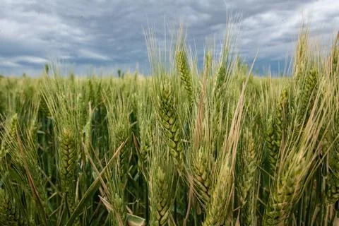 Wheat fields and rain clouds Stock Photos