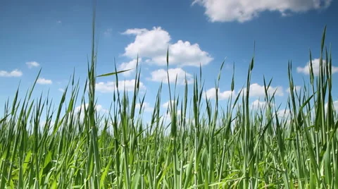 Wheat fields and sky Stock-Footage 1091200