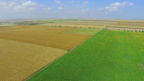 Wheat fields and sunflowers fields, aerial video Stock Footage 77481352
