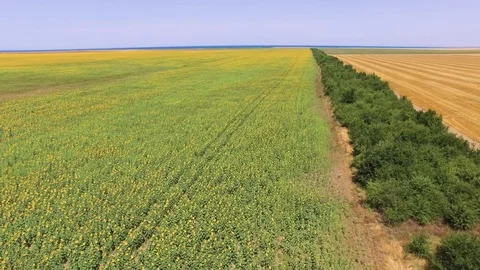 Wheat fields and sunflowers fields, aerial video Stock Footage 77484322