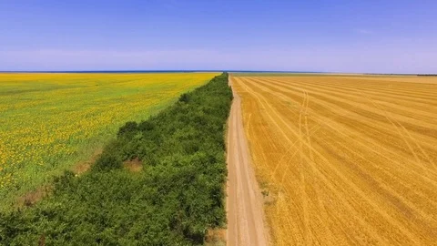 Wheat fields and sunflowers fields, aerial video Stock Footage 77484416